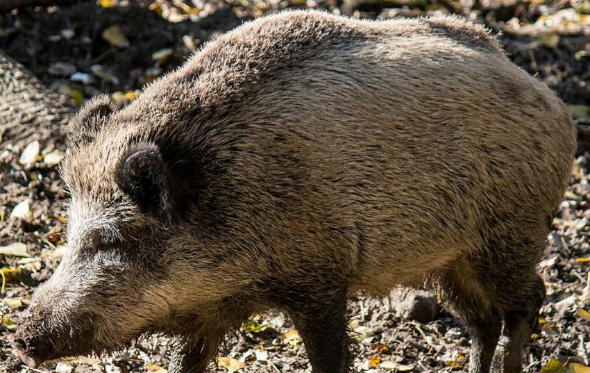 Regionale Informationsveranstaltungen über die Afrikanische Schweinepest für Landwirtschaft und Jägerschaft