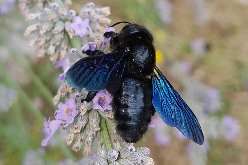 Praxistag der Thüringer Arbeitsgemeinschaft Imkerei und Landwirtschaft