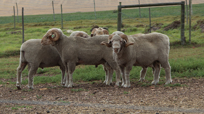 PETA erstattet Anzeige gegen schafhaltende Betriebe