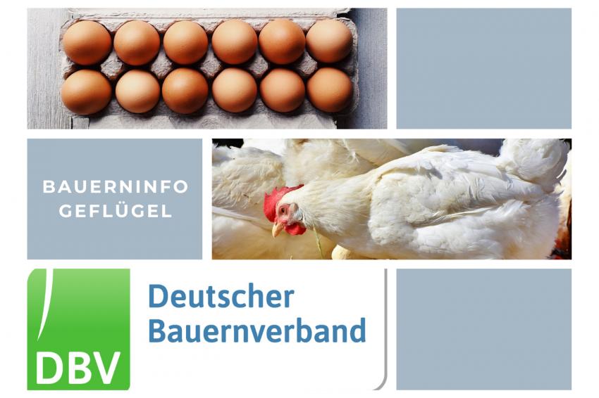 DBV Bauerninfo Geflügel 47/2021