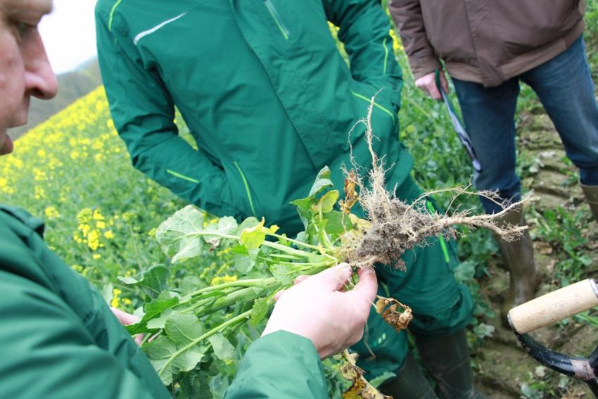 Werden Sie Teil des bundesweiten Netzwerk „Leitbetriebe Pflanzenbau“!