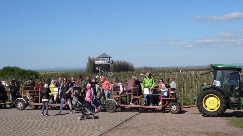 Irgendwas blüht immer: 126 Jahre Blütenfest in Gierstädt