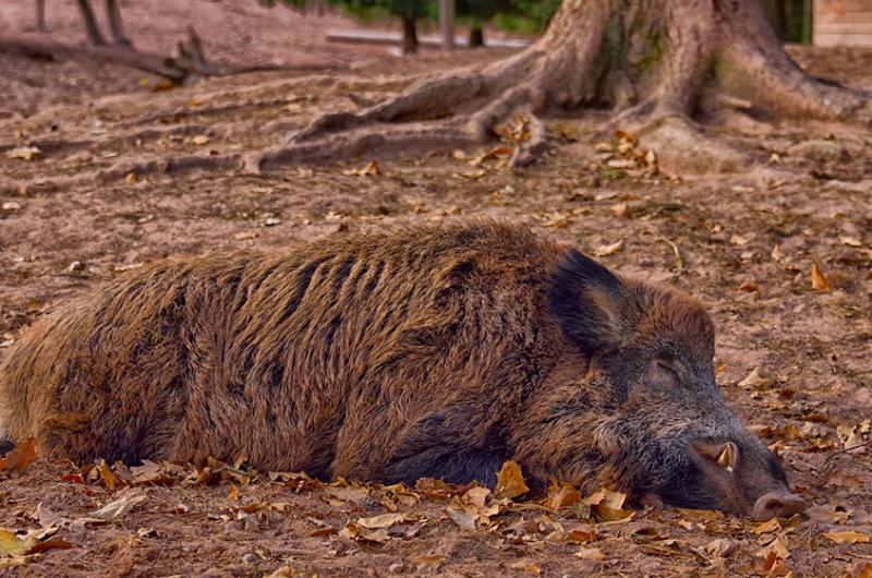 Afrikanische Schweinepest: R+V öffnet Ernteversicherung für neue Kunden