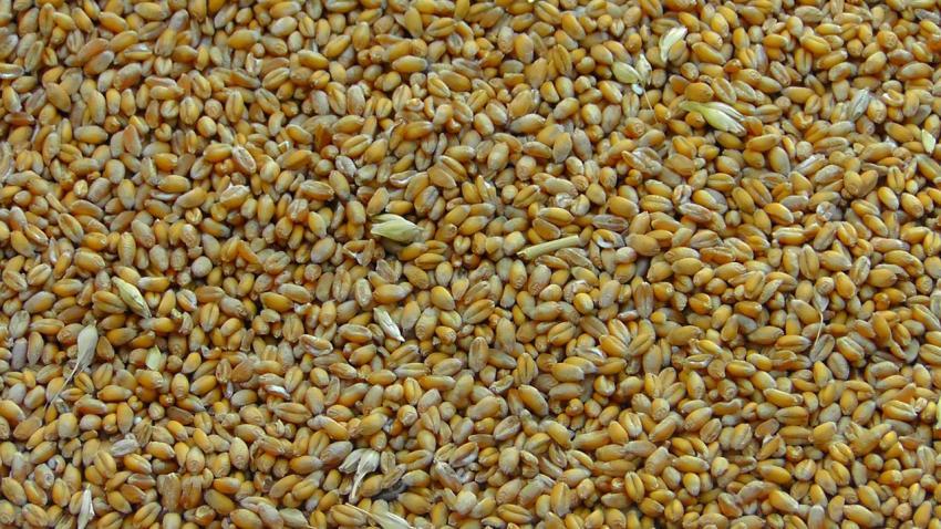 Noch keine Lösung zum Erntegut- Urteil