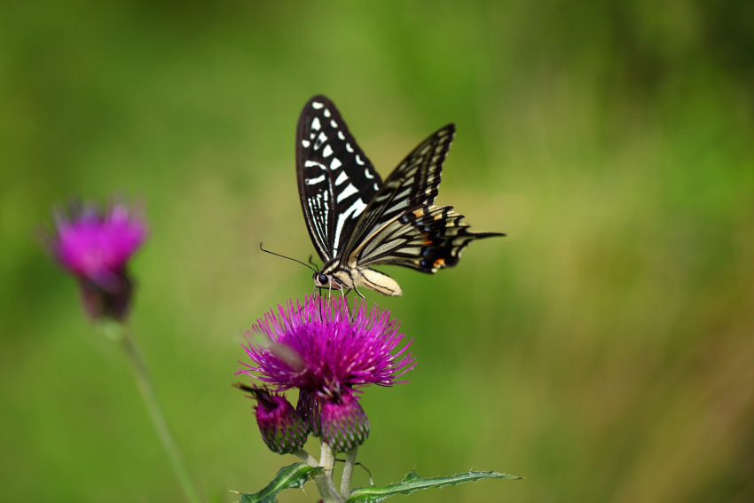 Finale Verabschiedung des Insektenschutzpakets vertagt