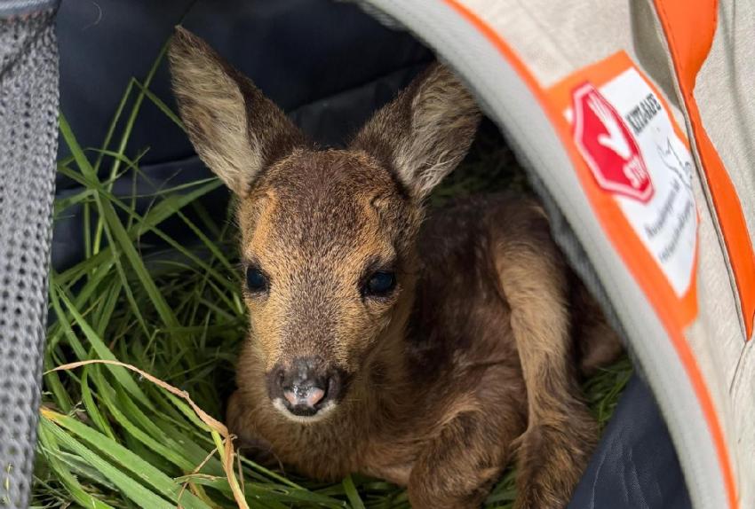 Rehkitzrettung – Verpflichtung und Ehrensache