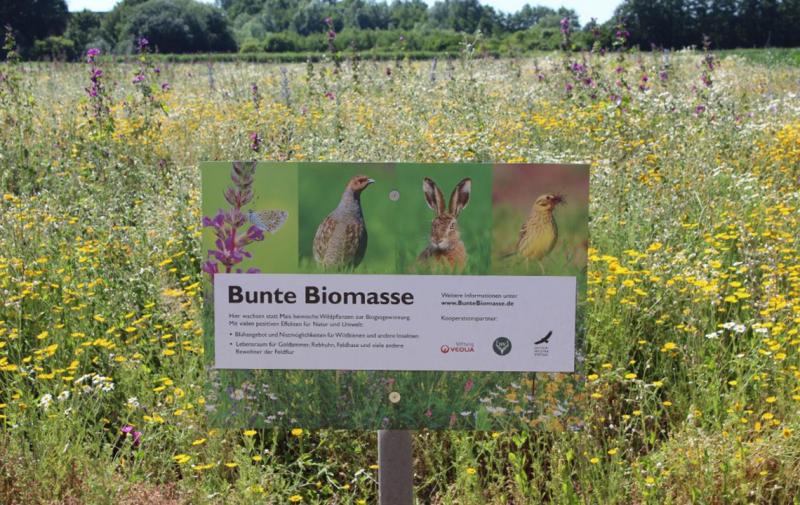 Projekt "Bunte Biomasse" erhöht Maßnahmen-Honorierung