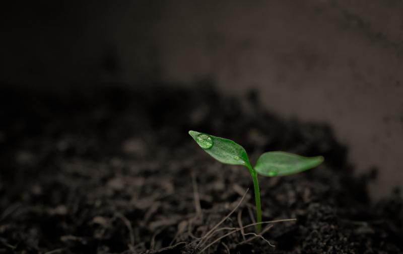 Bodenbelebung aber wie?