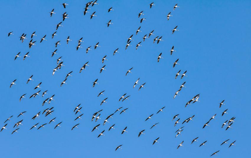 Aviäre Influenza: Biosicherheitsmaßnahmen jetzt prüfen