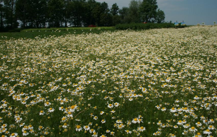 Förderung Ernteversicherungen:  Antragsbeginn ab 15. Juni mit Auftaktveranstaltung