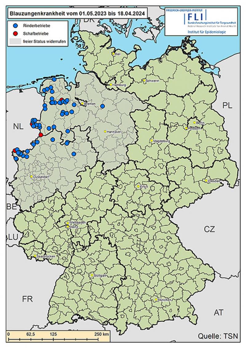 Erhöhtes Risiko für Übertragung der Blauzungenkrankheit ab Mai