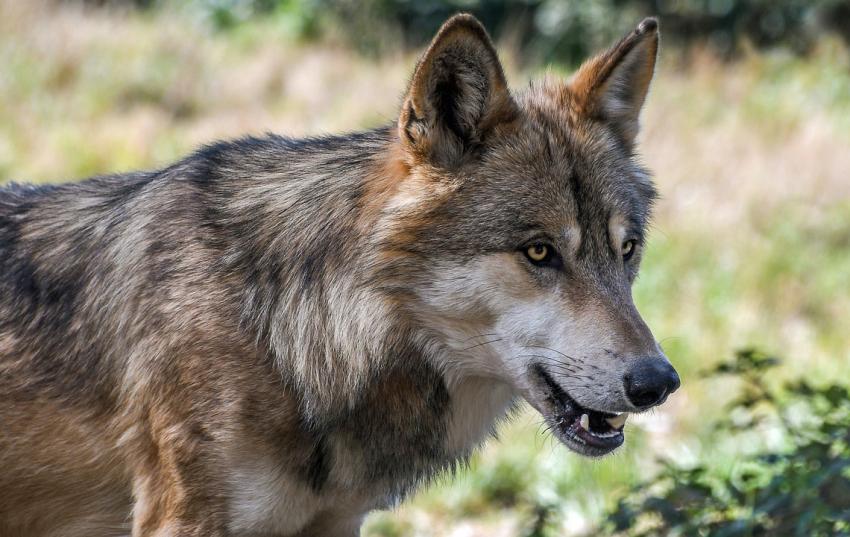 Kein Bestandsmanagement beim Wolf