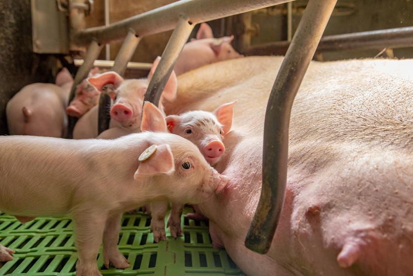 Schwerpunkt Tierschutzgesetz