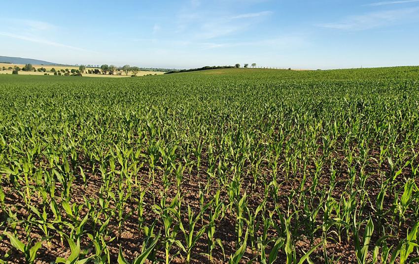 Medieninformation: Erntestart 2022 – Landwirte erwarten unterdurchschnittliche Erträge