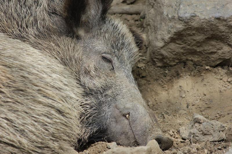 Gemeinschaftstagung für Landwirte und Jäger: Herausforderungen und Perspektiven in ASP-Zeiten