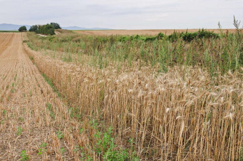 Winterbodenbedeckung – Was gilt zum Jahreswechsel 2022/2023?