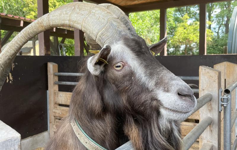 Thüringer Ziegenzuchtverband lädt ein zur Lehrfahrt nach Mecklenburg-Vorpommern
