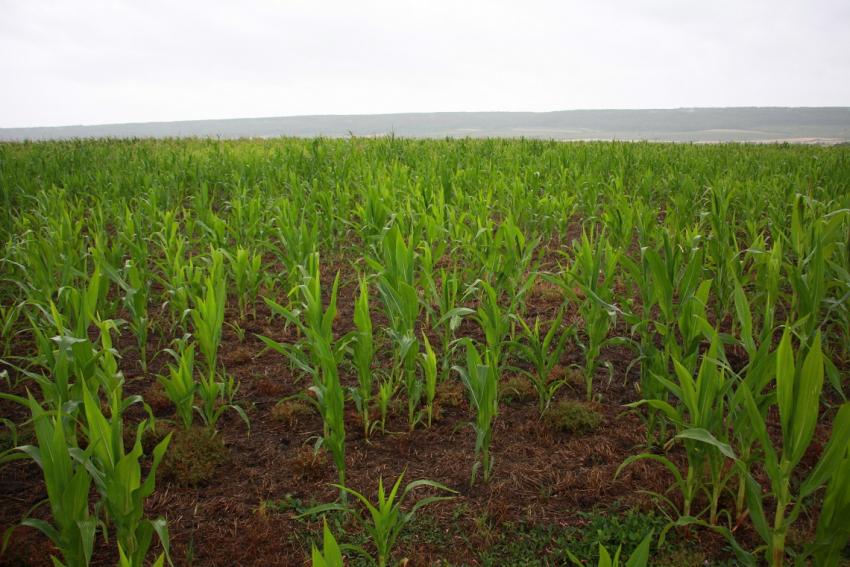 Medieninformation: Niederschläge bremsen Erntearbeiten - Einbußen bei Qualitäten zu erwarten