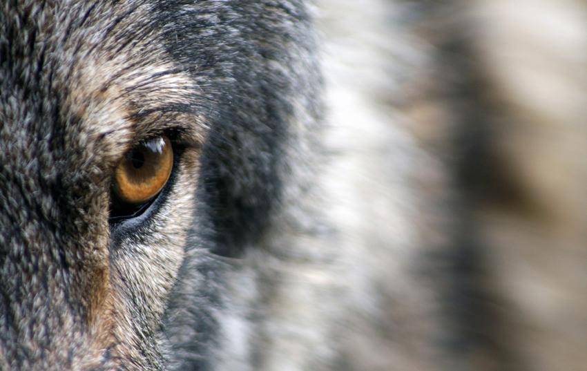 Aktivitäten zum Wolf