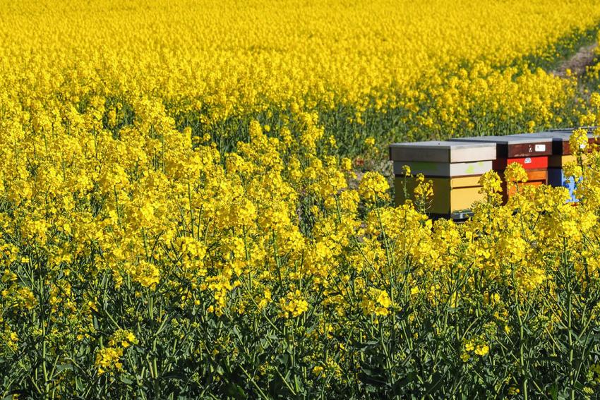 8. Oßmanstedter Gespräche: Wildinsekten als wirtschaftliche Alternative zum chemischen Pflanzenschutz