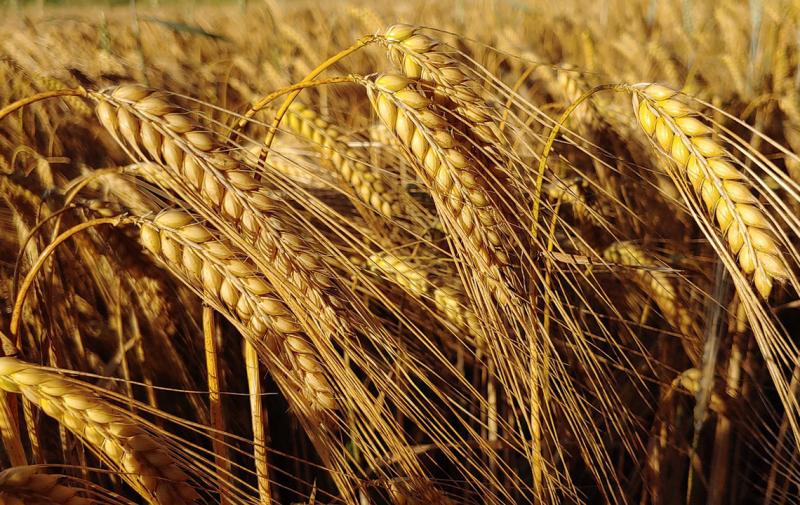 Letzter Aufruf zum Thüringer Braugerstenwettbewerb 2022