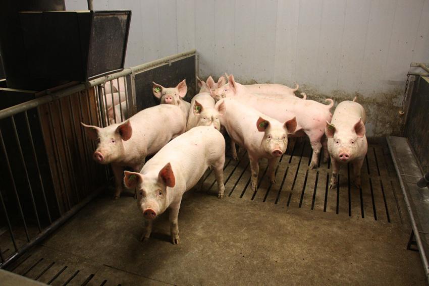 Weiterbildungsveranstaltung „Tiergesundheit/Tierwohl – jeder Mitarbeiter zählt“