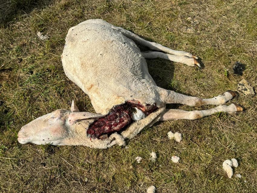 Wolf schlägt erneut in Thüringer Schafherde zu - Praxistaugliches Wolfsmanagement gefordert