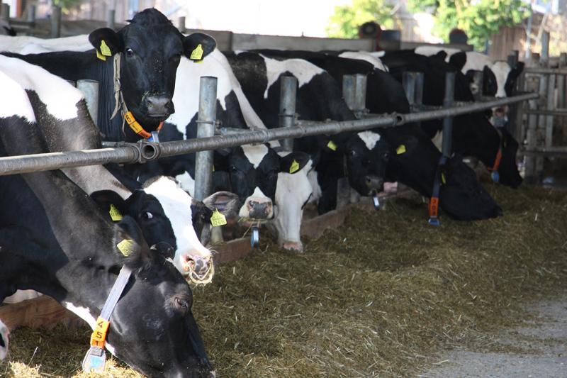 Nordwestdeutscher Milchtreff: Zwischen Superfood und No-Go – Die Geschichte der Milch und ihre Chancen