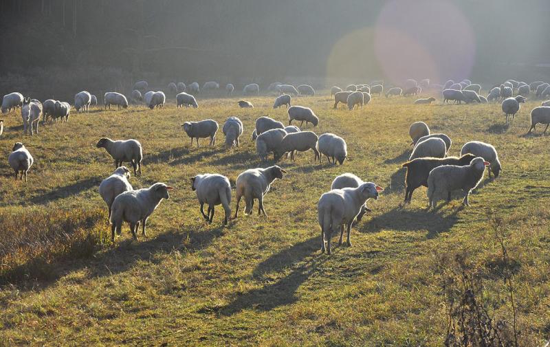 Medieninformation: Auszeichnung der Natura-2000-Landwirte 2021