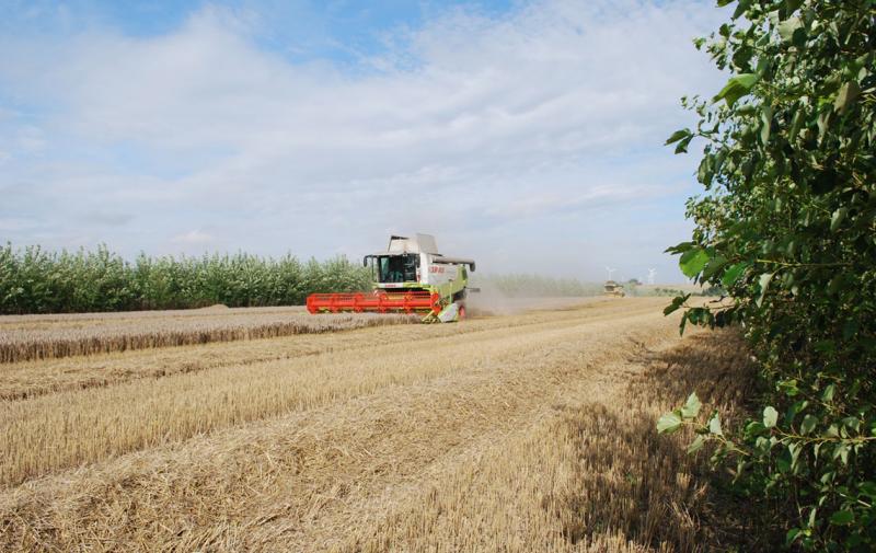 Demonetz Agroforst: Einladung zur Abschlussveranstaltung