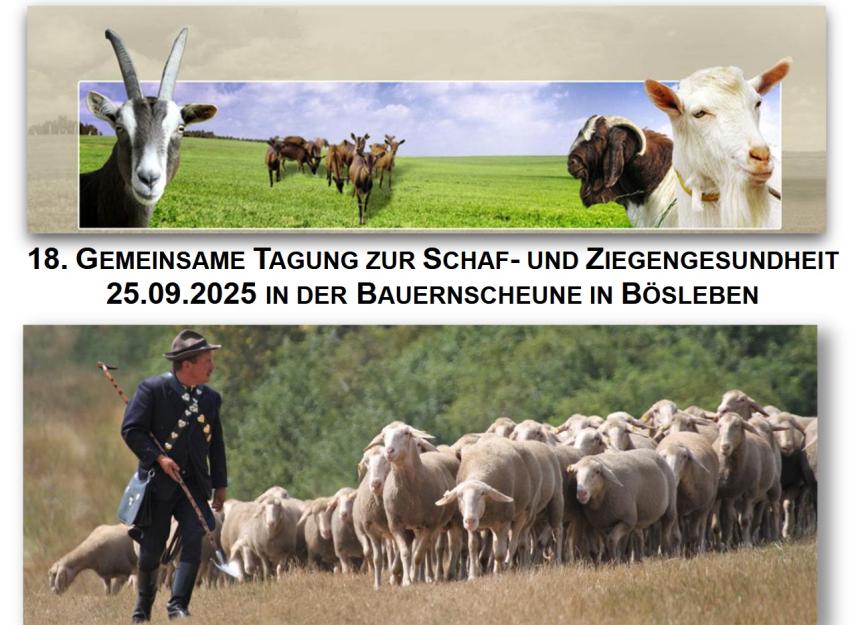 18. Gemeinsame Tagung zur Schaf- und Ziegengesundheit