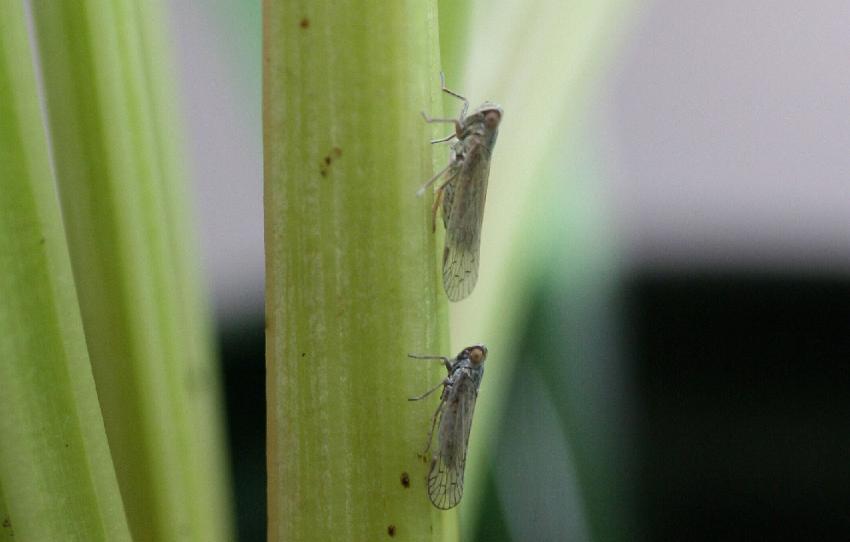 Die Schilf-Glasflügelzikade – ein neuer Schädling für Kulturpflanzen