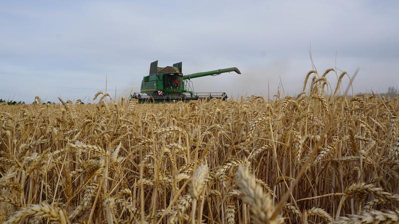 Stark unterdurchschnittliche Getreideernte
