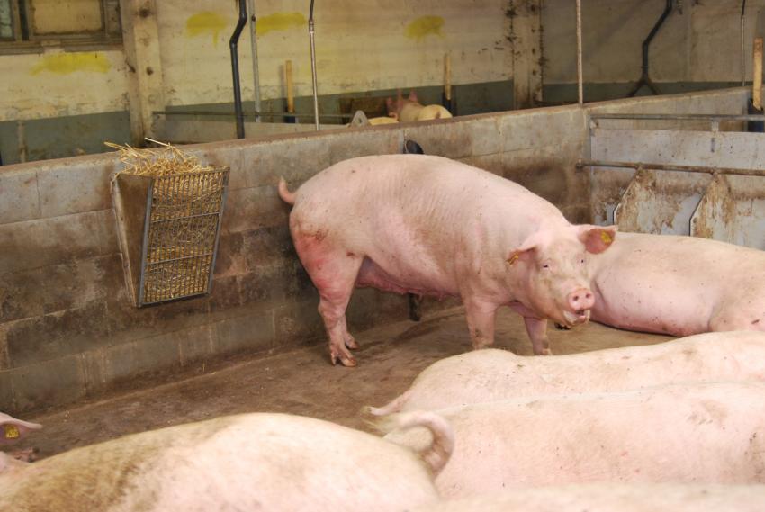 Unterschriftenaktion zur Änderung Tierschutzgesetz und erste Lesung im Bundesrat