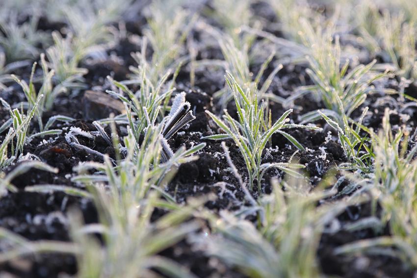 Eilmeldung: Bauernverband erreicht Klarstellung in Sachen Düngung