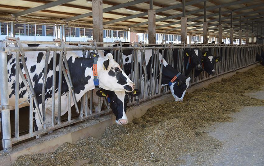 Bovine Virusdiarrhoe (BVD): Anerkennung des Status „frei von BVD“ für Thüringen