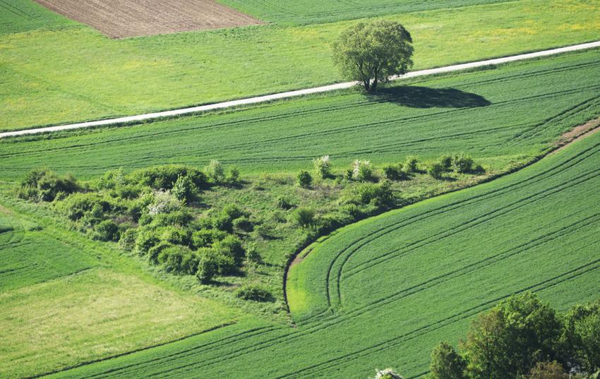 Positionierung der ostdeutschen Landesbauernverbände zum Umgang mit BVVG- Flächen