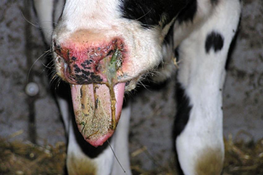 Aktuelles zur Blauzungenkrankheit