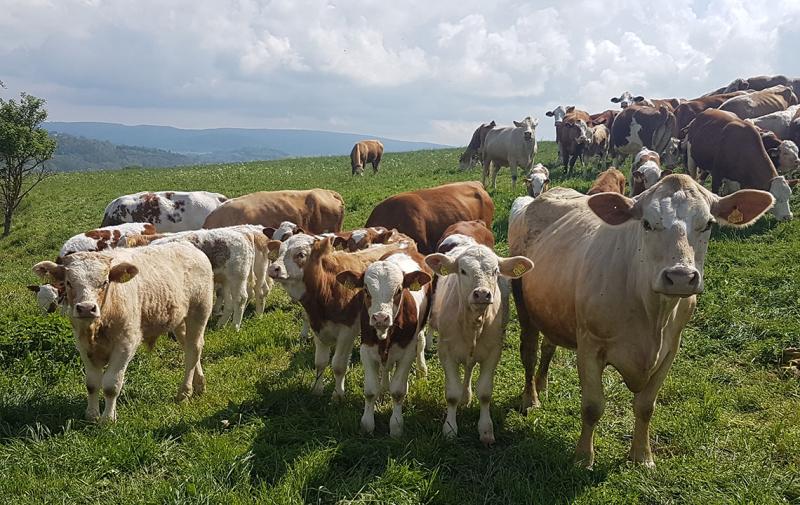 Anpassung der Ausgleichszulage ab 2026: Kritik an Verfahren und Datenbasis