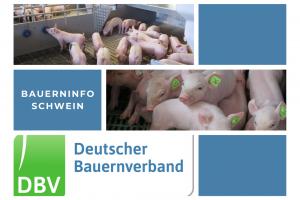 Bauerninfo Schwein 33/2025