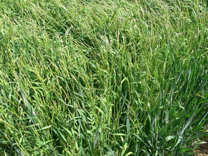 Feldtag: Bekämpfung von Ackerfuchsschwanz