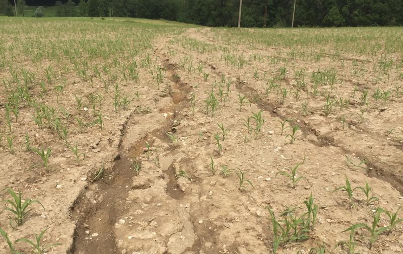 Onlineschulung KULAP-Maßnahme Erosionsschutz