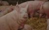 Fataler Preissturz: Lage für schweinehaltende Betriebe verschärft sich