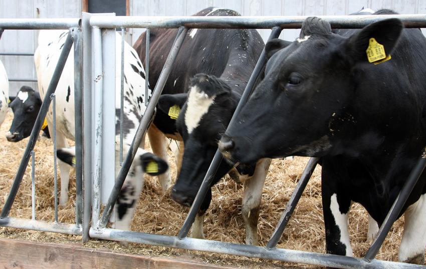 Unterlagen zur aktuellen Situation am Milchmarkt stehen zum Download bereit