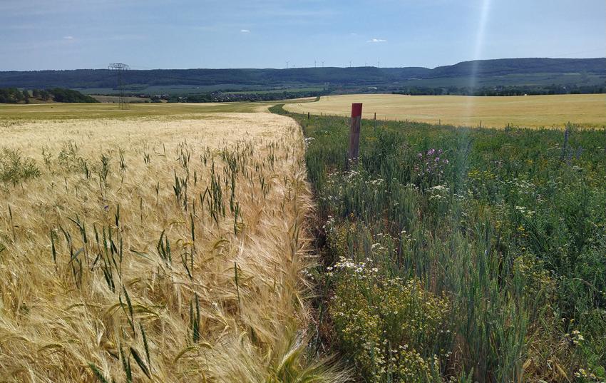 Feldrain im Kyffhäuserkreis