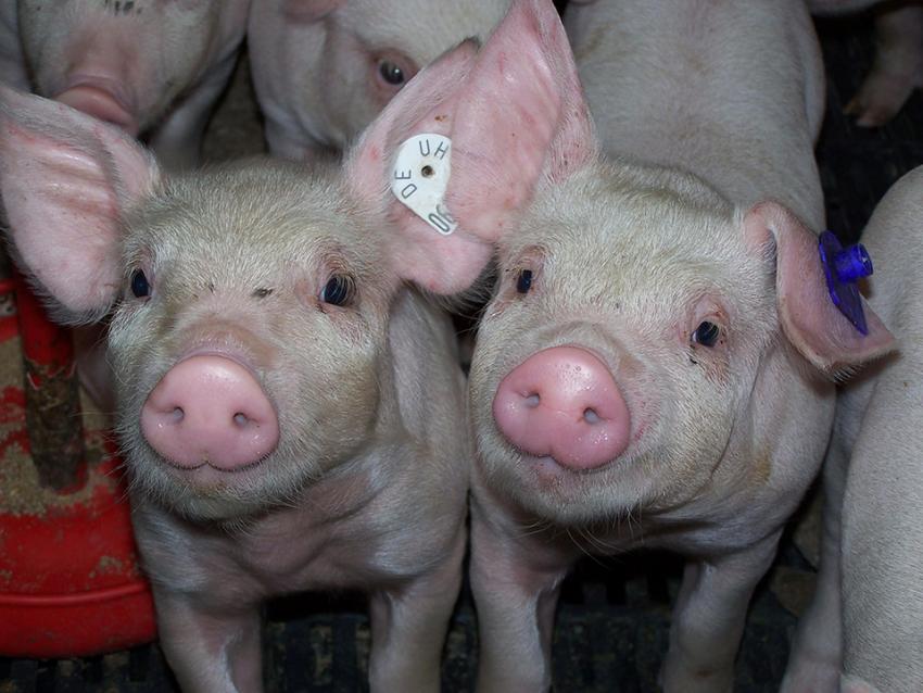 Unterschriftenaktion gegen das Tierschutzgesetz