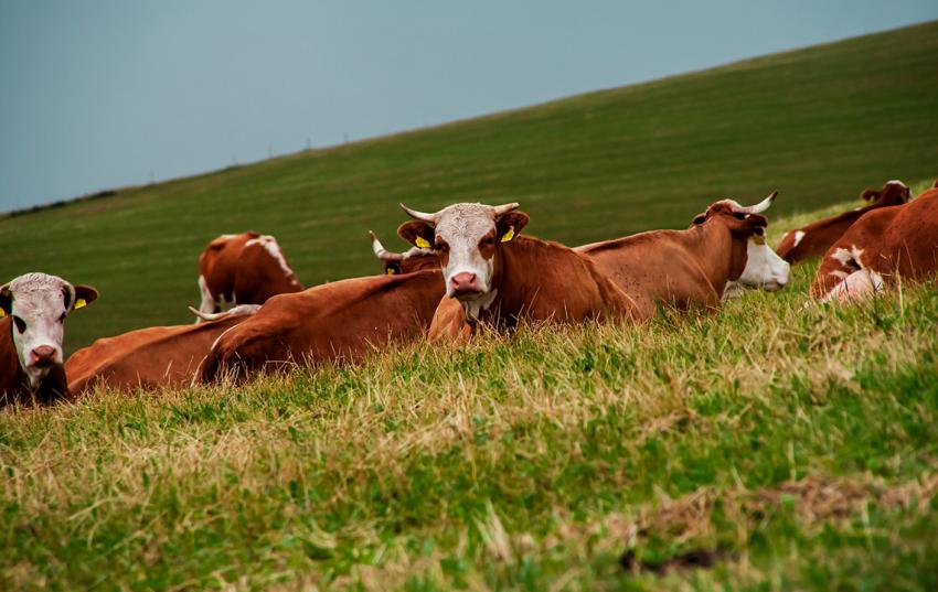 Fachausschuss Ökologischer Landbau im Zeichen der neuen Öko-Verordnung
